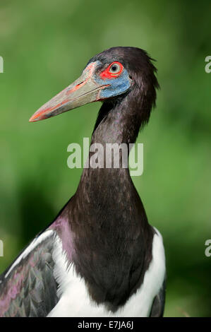 D'Abdim (Ciconia abdimii Cigogne), portrait, originaire d'Afrique, captive, Allemagne Banque D'Images