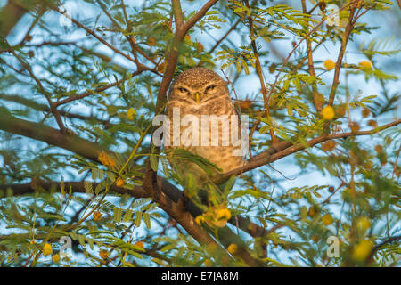 Spotted Owlet (Athene brama), Parc national de Keoladeo, Rajasthan, Inde Banque D'Images