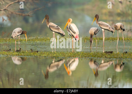 Mycteria leucocephala peint (Cigognes), avec de jeunes adultes sur l'eau, le parc national de Keoladeo, Rajasthan, Inde Banque D'Images