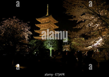 Pour-ji de nuit, fleur de cerisier, arbre, les gens, les touristes à Kyoto, Japon, Asie. Banque D'Images