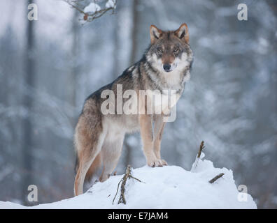 Le loup (Canis lupus) debout dans la neige, captive, Bavière, Allemagne Banque D'Images