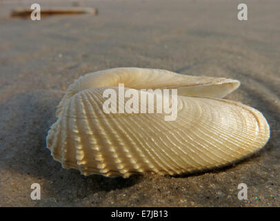 Faux Angel Wing ou américain (Pre Piddock Petricola pholadiformis), Amrum, au nord de l'archipel Frison, Schleswig-Holstein, Allemagne Banque D'Images