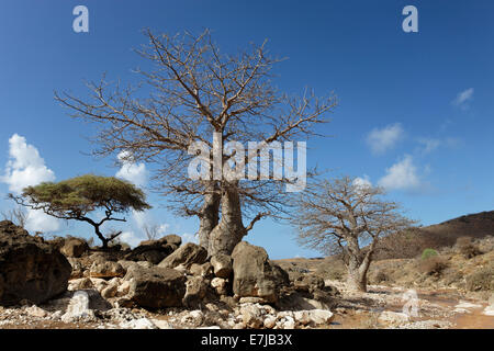 Baobab (Adansonia sp.) dans une petite eau portée wadi, Mirbat, région de Dhofar, Sultanat d'Oman, dans la péninsule arabique Banque D'Images