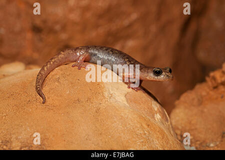 Brown cave salamander (Atylodes genei), Sardaigne, Italie Banque D'Images