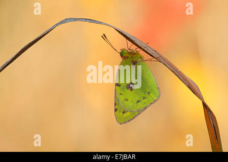 Jaune pâle brouillé (Colias hyale), Thuringe, forêt de Thuringe, Allemagne Banque D'Images