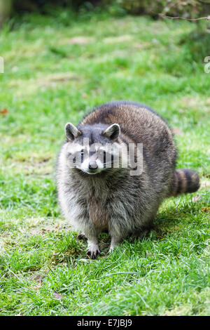 Le raton laveur (Procyon lotor), captive, Saarland, Allemagne Banque D'Images