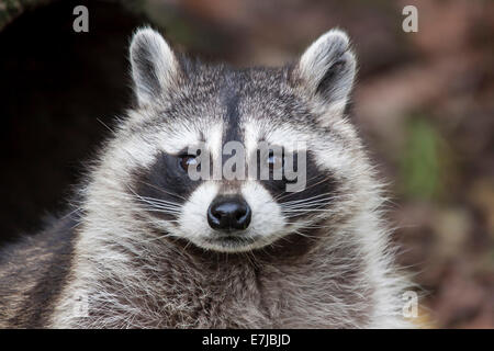 Le raton laveur (Procyon lotor), captive, Saarland, Allemagne Banque D'Images