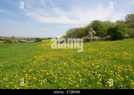 Prairie de fleurs de pissenlit (Taraxacum sect. Ruderalia), Thuringe, Allemagne Banque D'Images