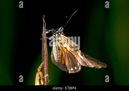 De l'éclosion d'un papillon Heliconius espèce, déplier ses ailes, Réserve nationale de Tambopata, région de Madre de Dios, Pérou Banque D'Images