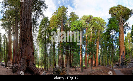 Les arbres Séquoia géant (Sequoiadendron giganteum) dans la forêt géante, Sequoia National Park, California, United States Banque D'Images