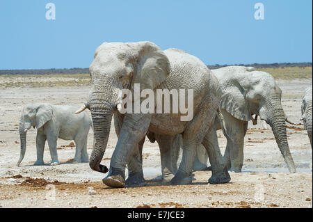 L'Afrique, vieux, jeunes, lisse, éléphant, Etosha, Loxodonta africana, Namibie, steppe, d'animaux, Banque D'Images