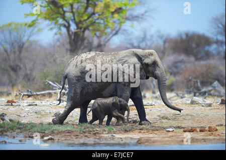 L'Afrique, vieux, jeunes, lisse, éléphant, Etosha, Loxodonta africana, Namibie, steppe, d'animaux, Banque D'Images