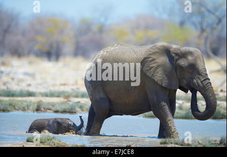 L'Afrique, vieux, jeunes, lisse, éléphant, Etosha, Loxodonta africana, Namibie, steppe, d'animaux, Banque D'Images