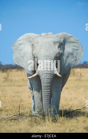 L'Afrique, vieux, jeunes, lisse, éléphant, Etosha, Loxodonta africana, Namibie, steppe, d'animaux, Banque D'Images