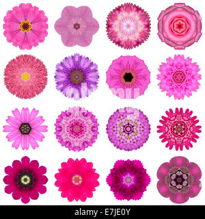 Grande collection de diverses fleurs rose concentrique. Les modèles Mandala kaléidoscopique isolé sur fond blanc. Concentr Banque D'Images