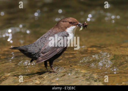 Creek, brook bed, Cinclus cinclus, manger, eurasien, balancier commun, balancier, faune, Riverbed, printemps, l'alimentation, l'alimentation, de l'alimentation, de la nature, u Banque D'Images