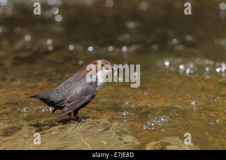 Creek, brook bed, Cinclus cinclus, manger, eurasien, balancier commun, balancier, faune, Riverbed, printemps, l'alimentation, l'alimentation, de l'alimentation, de la nature, u Banque D'Images