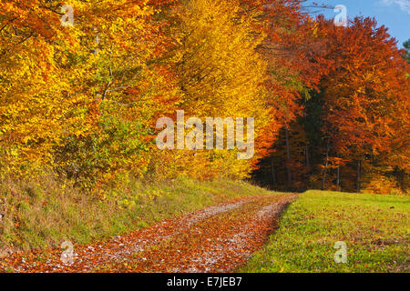 Allemagne, Europe, Berlin, ferme pédagogique, Waging, cimetière, automne, automne, automne, automne, l'humeur de l'humeur d'Automne, chaud Banque D'Images