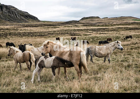 Troupeau, groupe, Islande, Europe, Islande, cheval, cheval, chevaux, Vatndalsdalur, Vatnsdalur, pâturage, saule, Banque D'Images