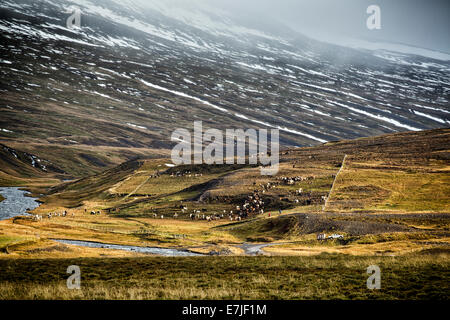 Boîte de cheval, fête, Fête, automne, automne, l'humeur, Islande, Europe, Islande, cheval, Laxardalur, stylo, cheval, chevaux, Skrepatungurett, Banque D'Images