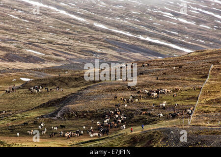 Boîte de cheval, fête, Fête, automne, automne, l'humeur, Islande, Europe, Islande, cheval, Laxardalur, stylo, cheval, chevaux, Skrepatungurett, Banque D'Images