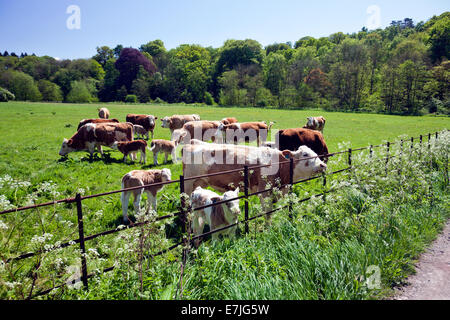 Le troupeau de vaches charolaises x Hereford et de leurs veaux paissant dans le soleil du printemps au château de Hampton Court Herefordshire UK Banque D'Images