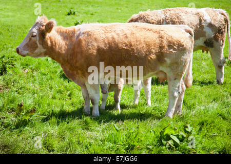 Un Hereford x vache Charolaise et son veau paissant dans le soleil du printemps au château de Hampton Court Herefordshire Angleterre UK Banque D'Images