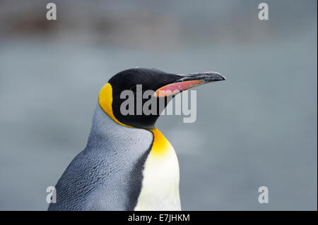 Manchot royal (Aptenodytes patagonicus) portrait Banque D'Images