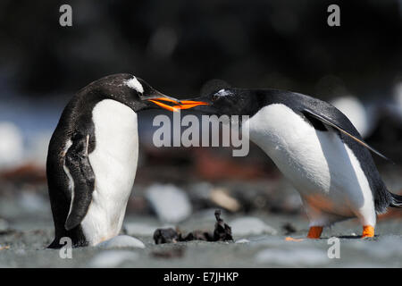 Deux Gentoo pingouin (Pygoscelis papua) combats sur une plage de sable noir, sub-antarctiques l'île Macquarie, en Australie. Banque D'Images