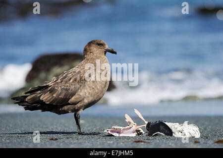 Labbe parasite (Stercorarius antarcticus marron) debout à côté d'une carcasse de pingouins sur une plage, l'île Macquarie sub-antarctiques, en Australie. Banque D'Images