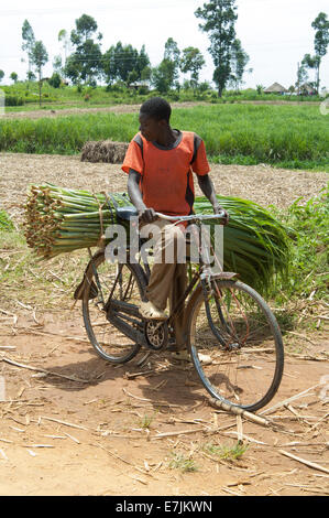 L'homme en vélo avec la canne à sucre, près de Mumias, Kenya, Afrique. Banque D'Images