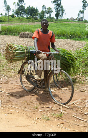 Homme africain sur vélo avec la canne à sucre, près de Mumias, Kena, l'Afrique. Banque D'Images