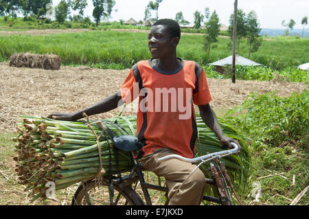 Homme africain sur vélo avec la canne à sucre, près de Mumias, Kenya, Afrique. Banque D'Images