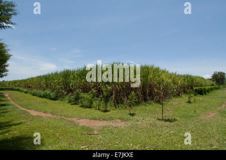 Fish-eye view de champ de canne à sucre, au Kenya, en Afrique. Banque D'Images