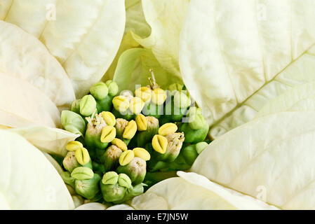 Centre d'un beau blanc fleur de Noël, le poinsettia. Banque D'Images