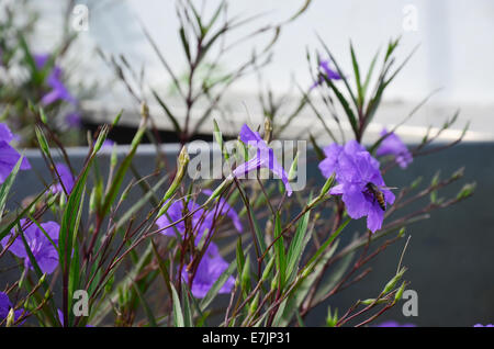 Avec l'Abeille fleur pourpre ou Ruellia tuberosa Banque D'Images