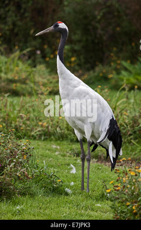 Yinruilin International (Grus japonensis) Banque D'Images