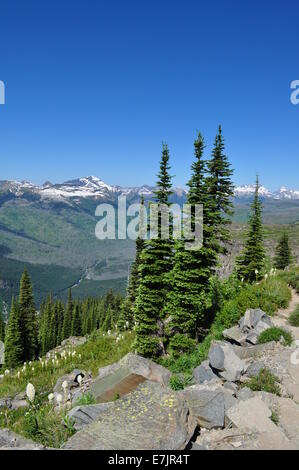 Highline Trail at Glacier National Park Banque D'Images