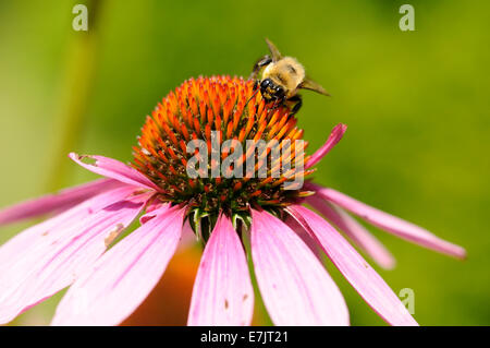 Carpenter bees sur Cone flower. Banque D'Images