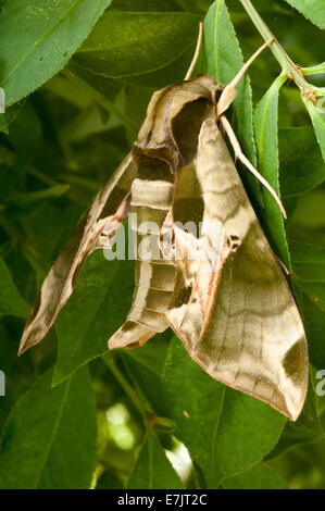 Pandora sphinx papillon sur le feuillage. Banque D'Images