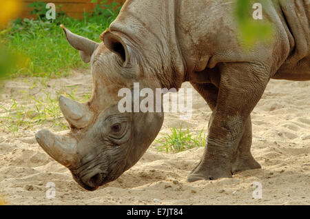 Le rhinocéros noir ou un crochet-lipped rhinoceros (Diceros bicornis) est une espèce de rhinocéros, originaire de l'Est et en Afrique centrale. Banque D'Images