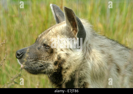 Hyène rayée (Hyaena hyaena) est une espèce de vrai hyène originaire de l'Amérique et l'Afrique de l'Est, du Caucase, du Moyen-Orient. Banque D'Images