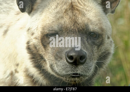 Hyène rayée (Hyaena hyaena) est une espèce de vrai hyène originaire de l'Amérique et l'Afrique de l'Est, du Caucase, du Moyen-Orient. Banque D'Images