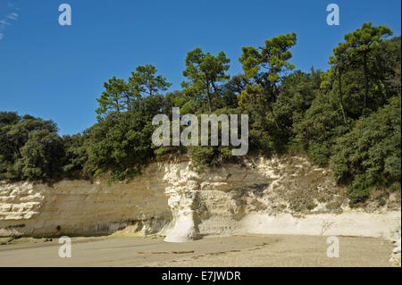 Falaises érodées et la forêt sur la côte de l'estuaire de la Gironde,Charente Maritime,France Banque D'Images