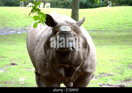 Une plus grande Horner Rhino Banque D'Images