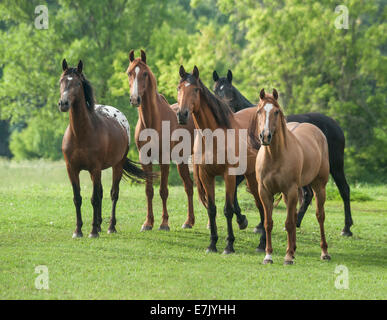 Troupeau domestique de diverses races de chevaux Banque D'Images