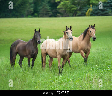 Troupeau domestique de diverses races de chevaux Banque D'Images