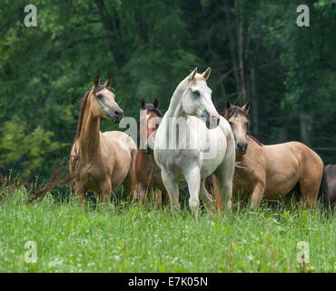 Troupeau domestique de diverses races de chevaux Banque D'Images