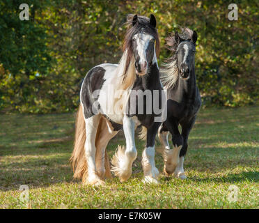 Gypsy Vanner cheval pouliche avec weanling colt Banque D'Images