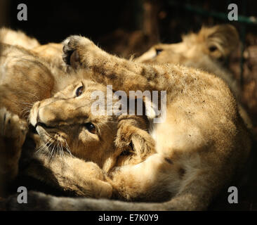 Lion d'Asie Oursons jouant Banque D'Images